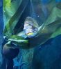 PICTURES/Oregon Coast Aquarium - Newport/t_Fish4.jpg